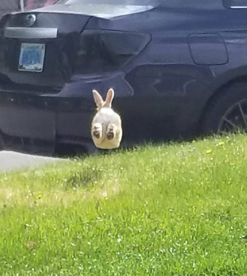 Gewoon een verzameling hilarische foto's #1458