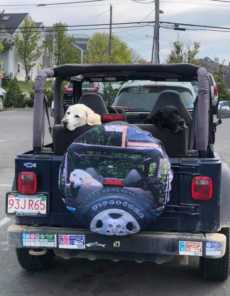 Gewoon een verzameling hilarische foto's #1445