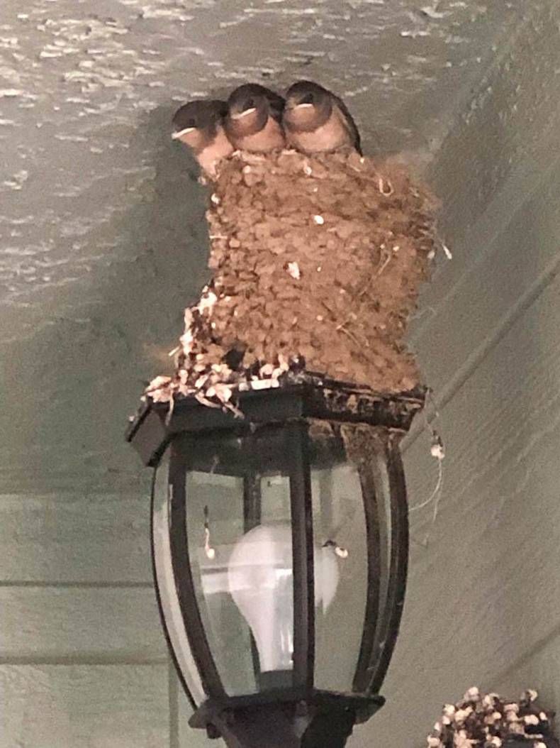 Gewoon een verzameling hilarische foto's #1469