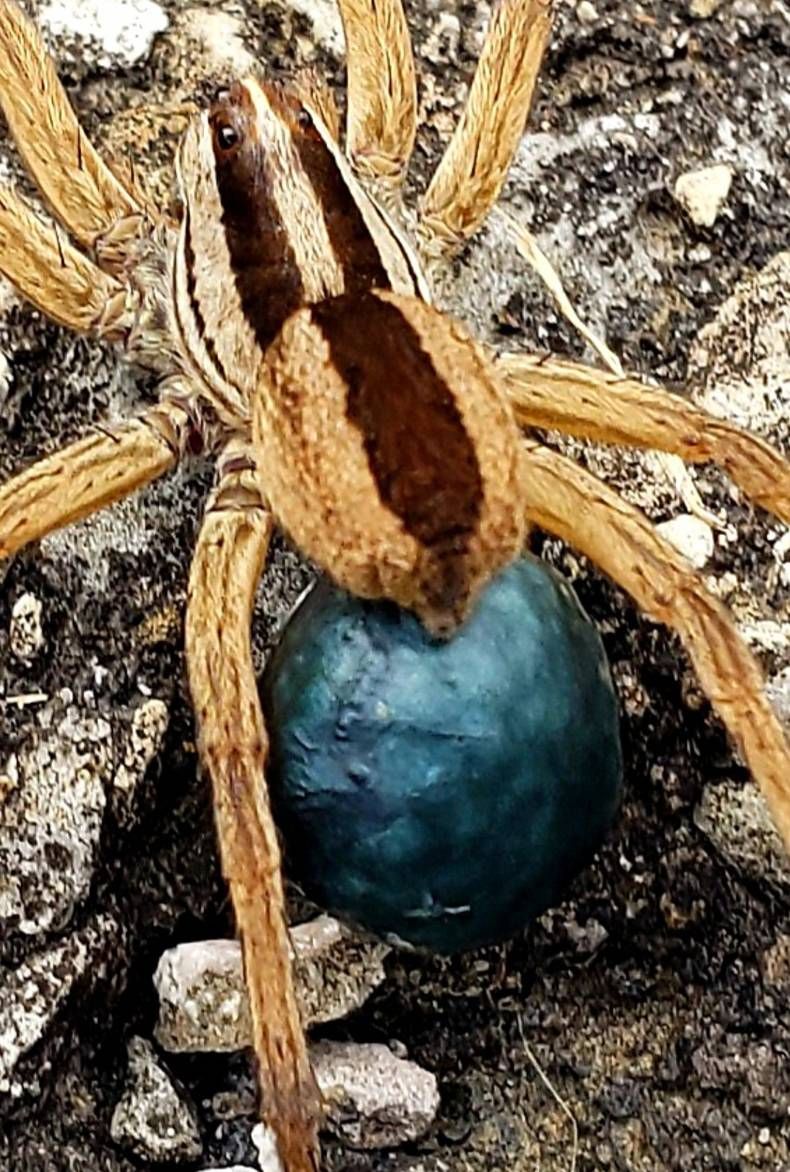 Gewoon een verzameling hilarische foto's #1458