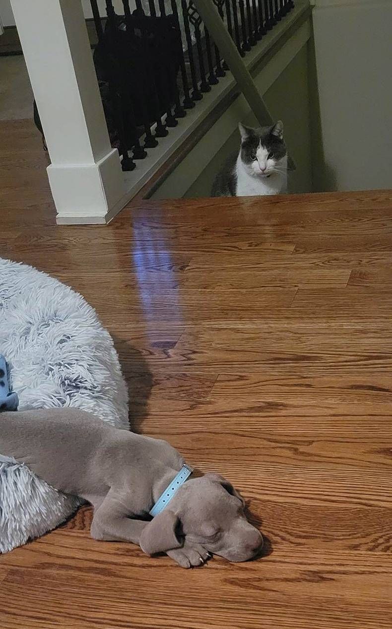 Gewoon een verzameling hilarische foto's #1466