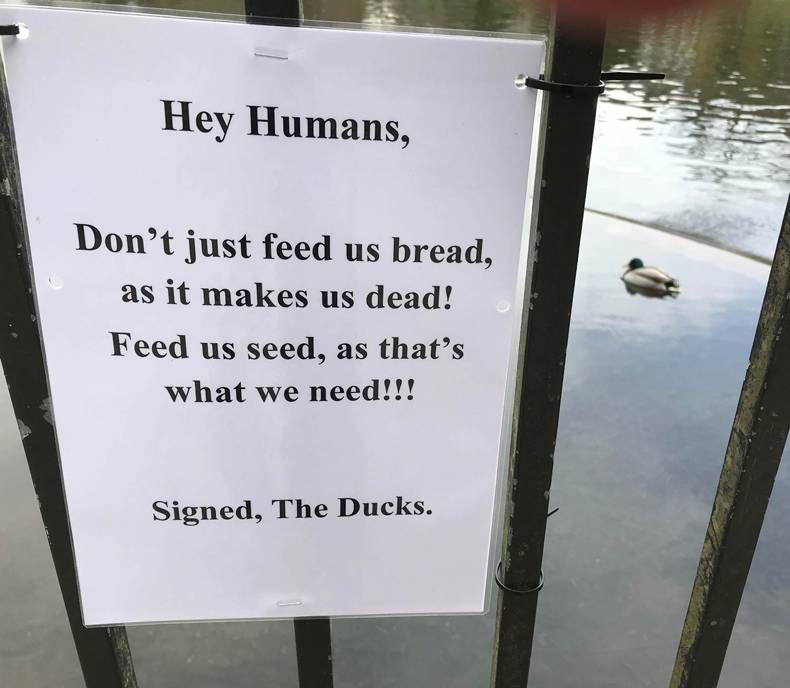 Gewoon een verzameling hilarische foto's #1436