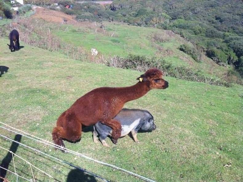 Gewoon een verzameling hilarische foto's #1390