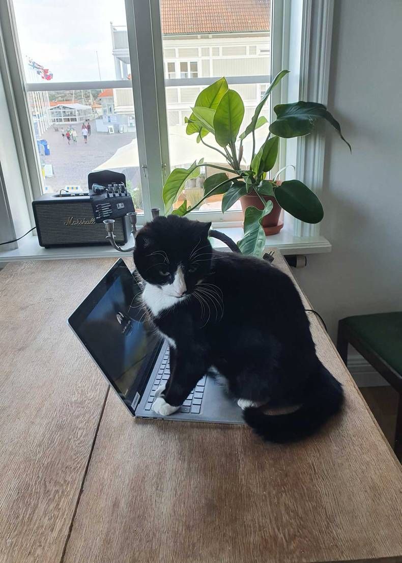 Gewoon een verzameling hilarische foto's #1462