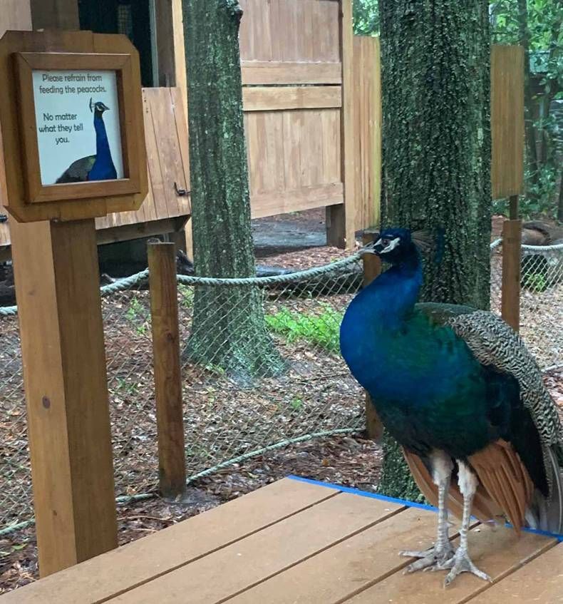 Gewoon een verzameling hilarische foto's #1477