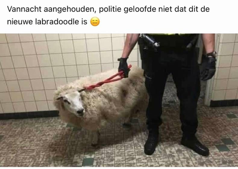 Gewoon een verzameling hilarische foto's #1394