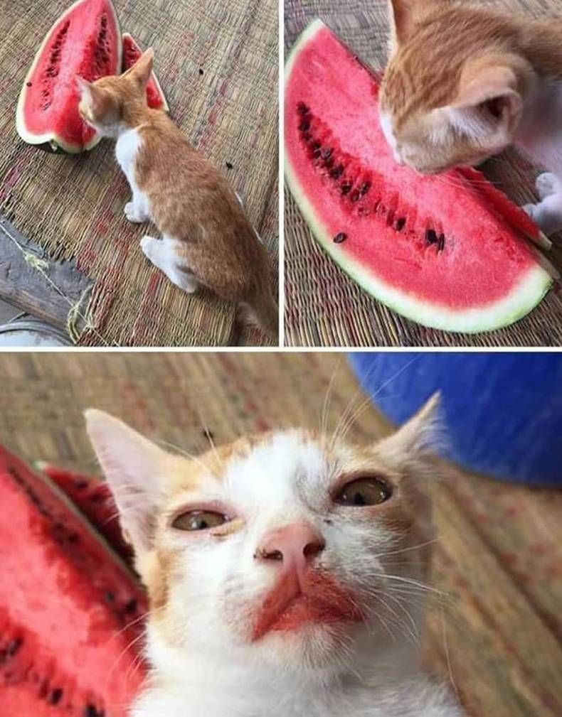 Gewoon een verzameling hilarische foto's #1462