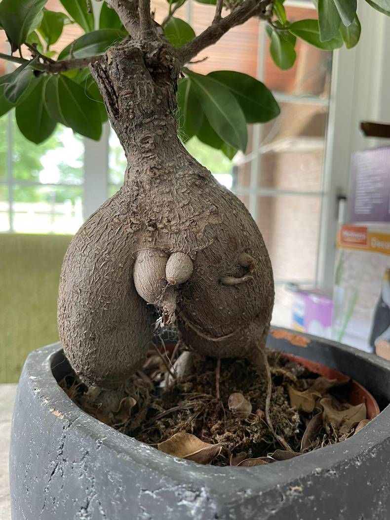 Gewoon een verzameling hilarische foto's #1462