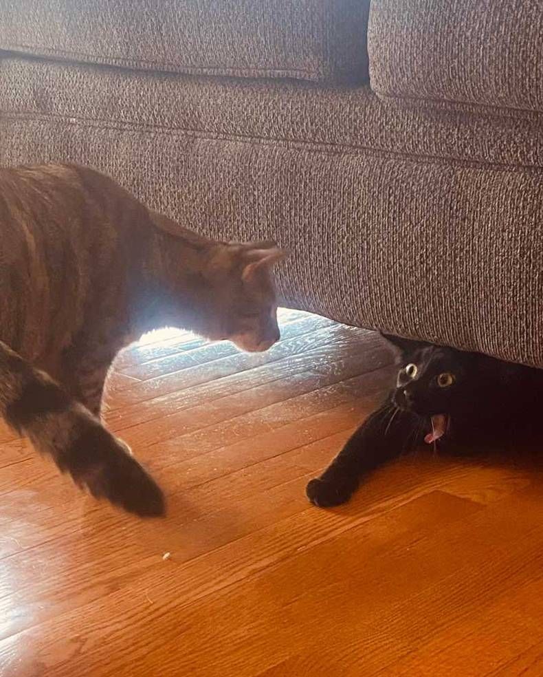 Gewoon een verzameling hilarische foto's #1466