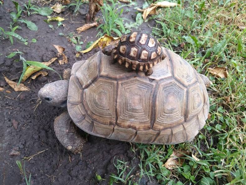 Gewoon een verzameling hilarische foto's #1409