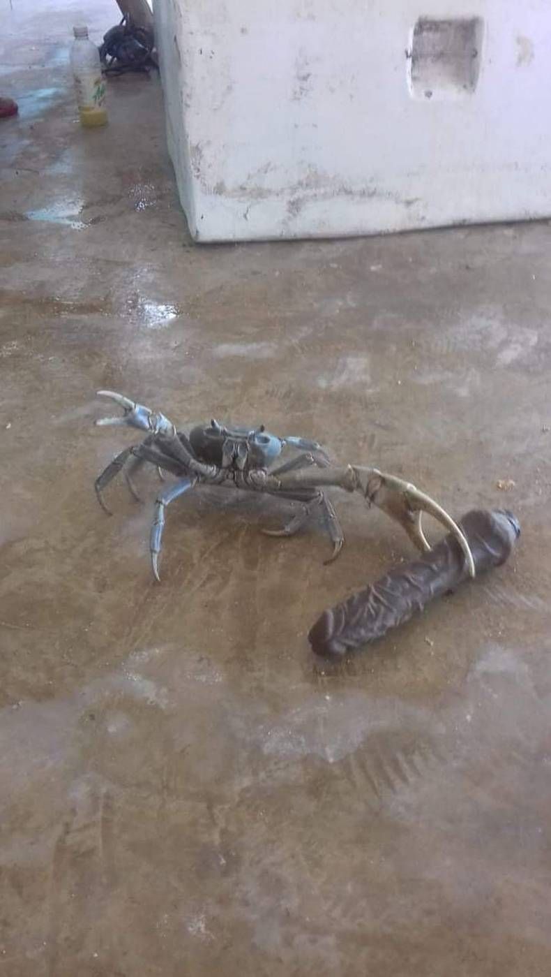 Gewoon een verzameling hilarische foto's #1477