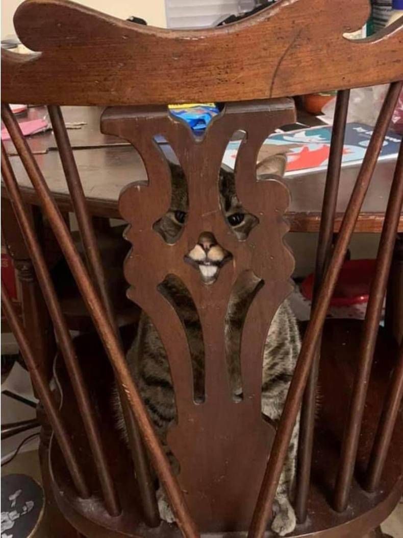 Gewoon een verzameling hilarische foto's #1409