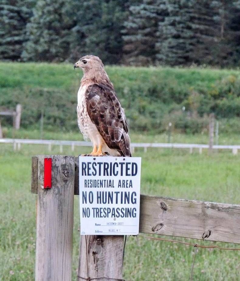 Gewoon een verzameling hilarische foto's #1421