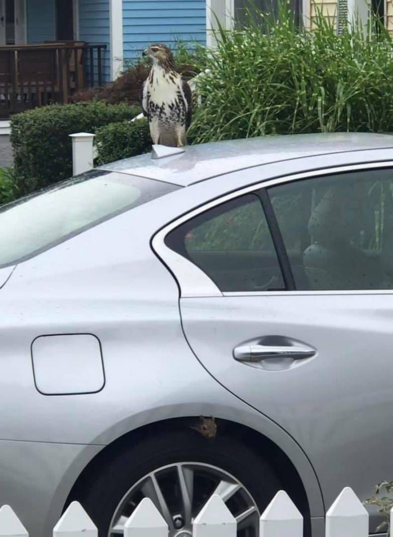 Gewoon een verzameling hilarische foto's #1479