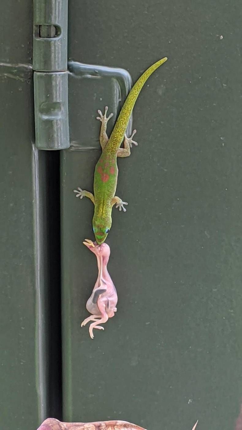 Gewoon een verzameling hilarische foto's #1440