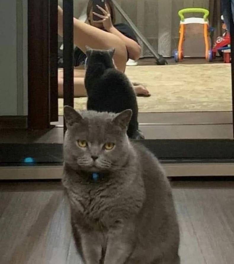 Gewoon een verzameling hilarische foto's #1420