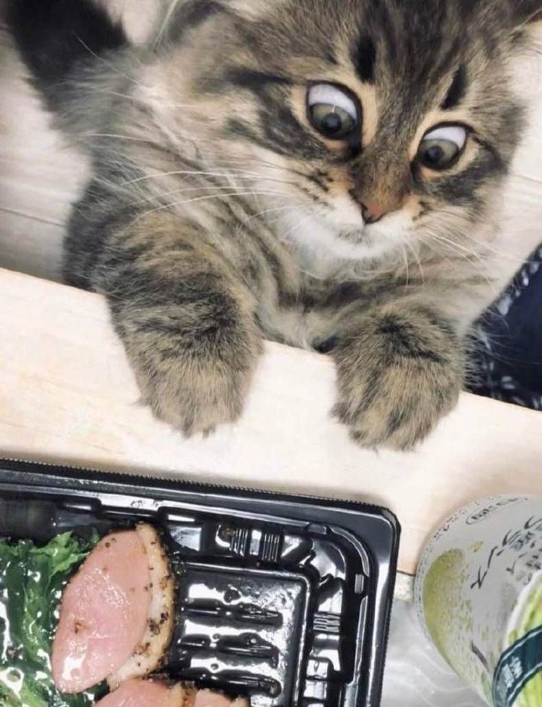 Gewoon een verzameling hilarische foto's #1383