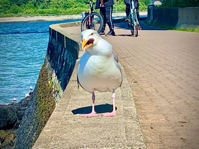 Gewoon een verzameling hilarische foto's #1456