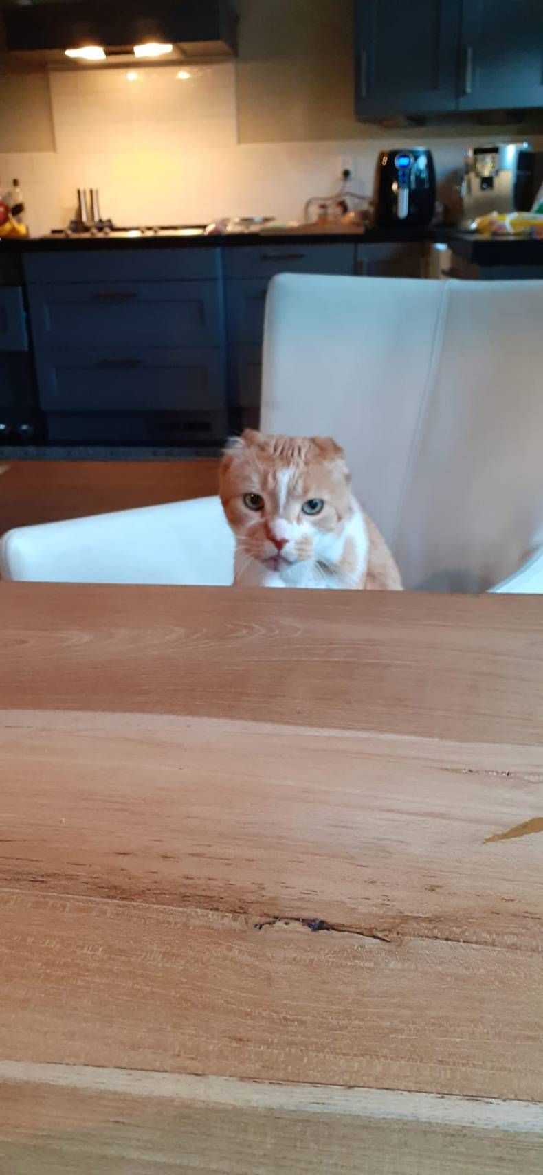 Gewoon een verzameling hilarische foto's #1421