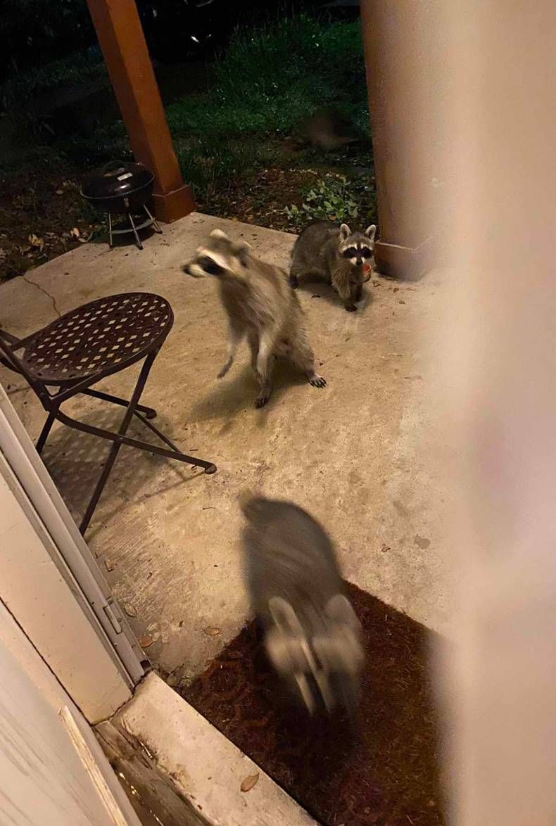 Gewoon een verzameling hilarische foto's #1477