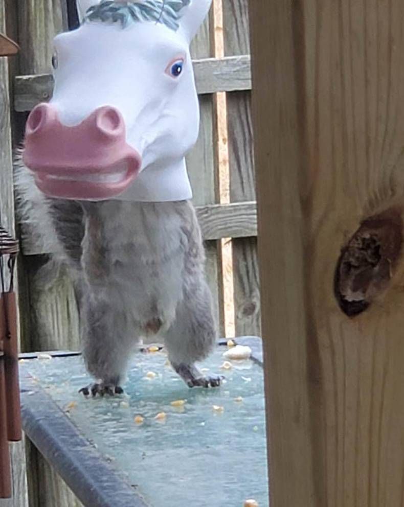 Gewoon een verzameling hilarische foto's #1386