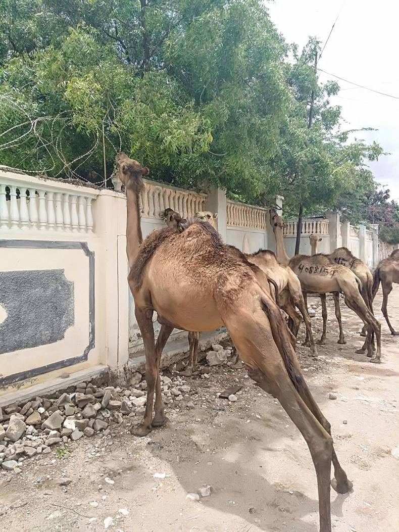 Gewoon een verzameling hilarische foto's #1438