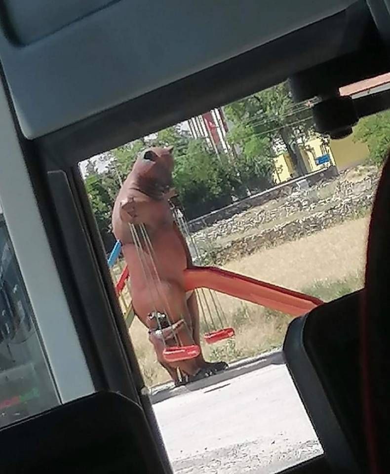 Gewoon een verzameling hilarische foto's #1421