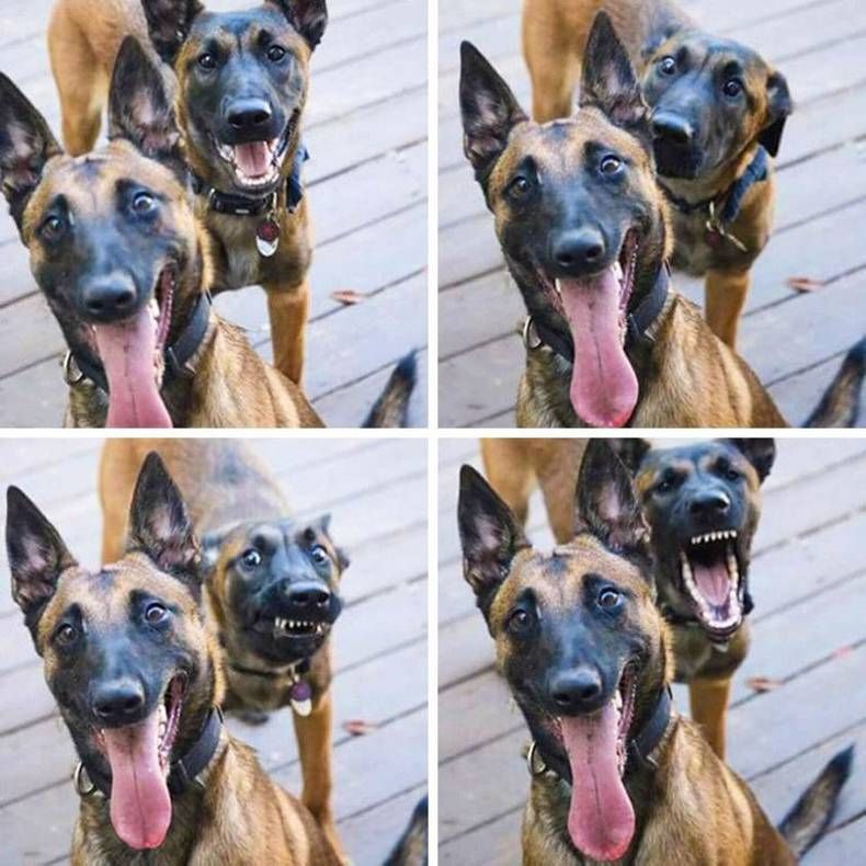 Gewoon een verzameling hilarische foto's #1468