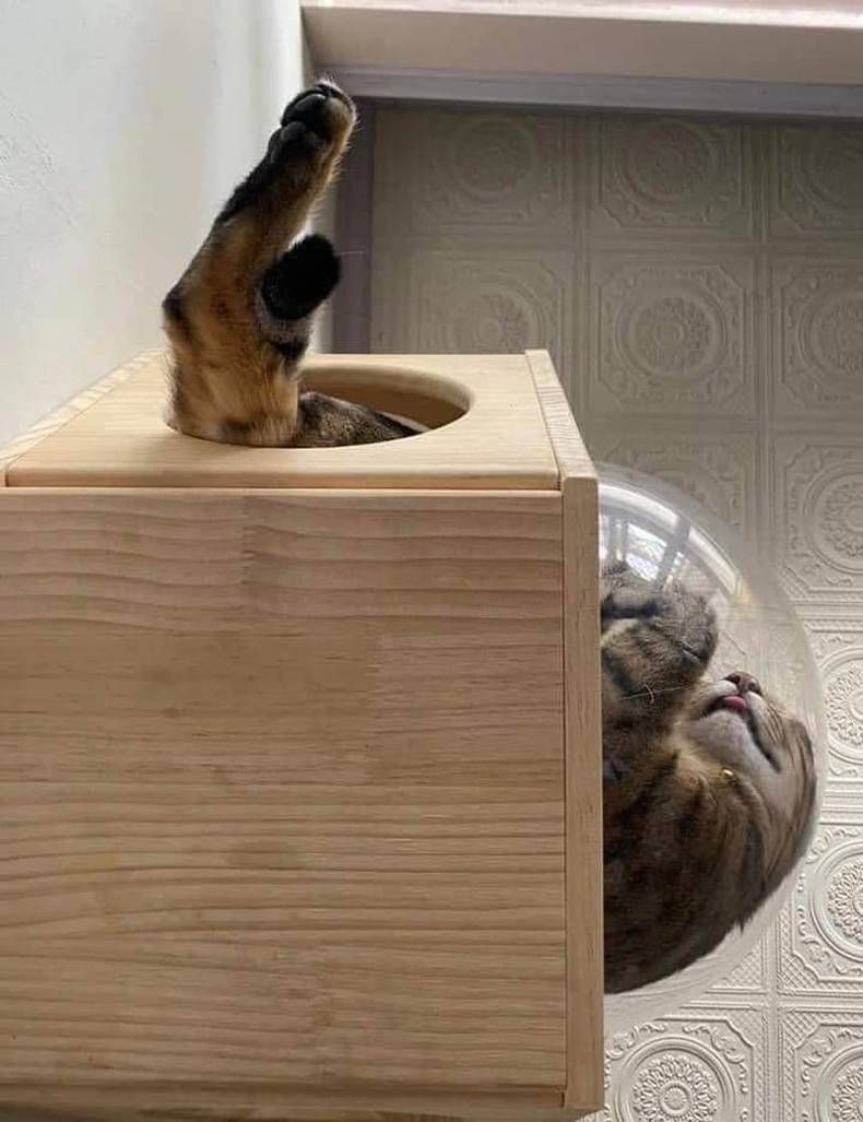 Gewoon een verzameling hilarische foto's #1468