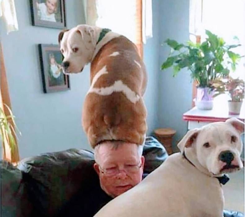 Gewoon een verzameling hilarische foto's #1123