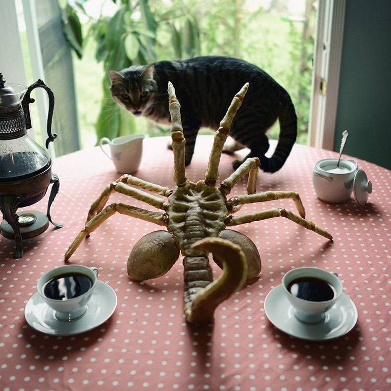 Gewoon een verzameling hilarische foto's #1089