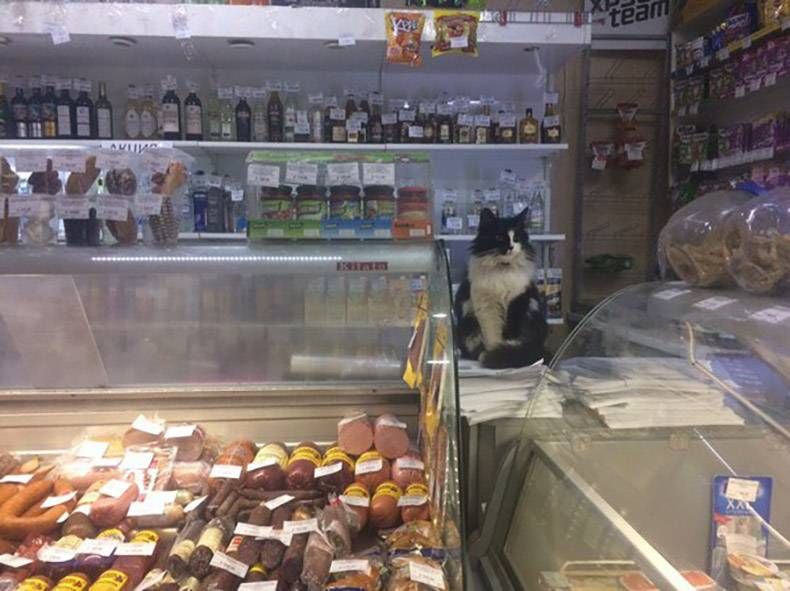 Gewoon een verzameling hilarische foto's #762