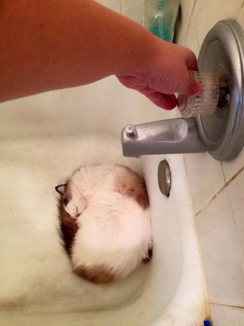 Gewoon een verzameling hilarische foto's #1255