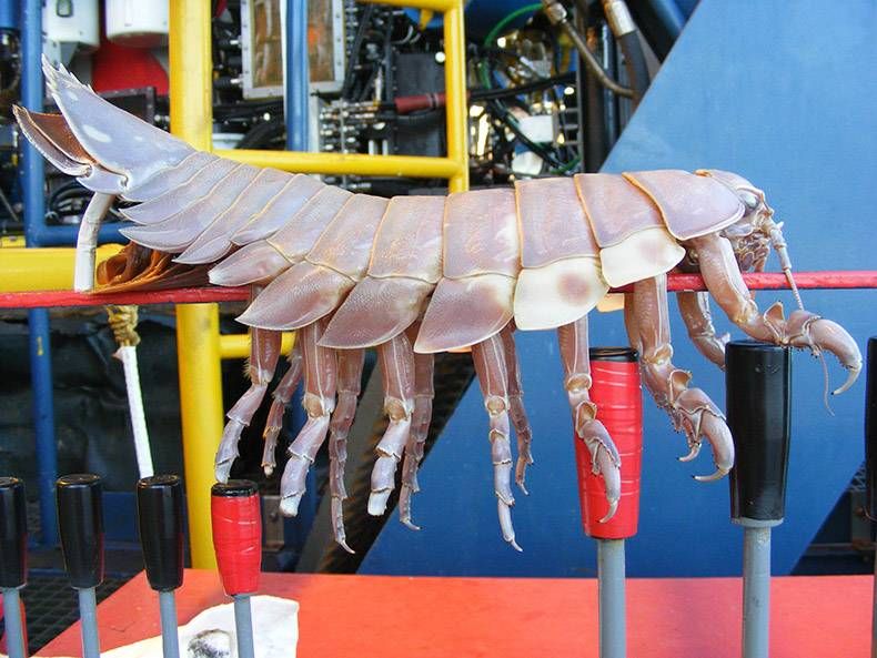 Pix Dump #1000 Special: Gewoon een verzameling OMFG foto’s