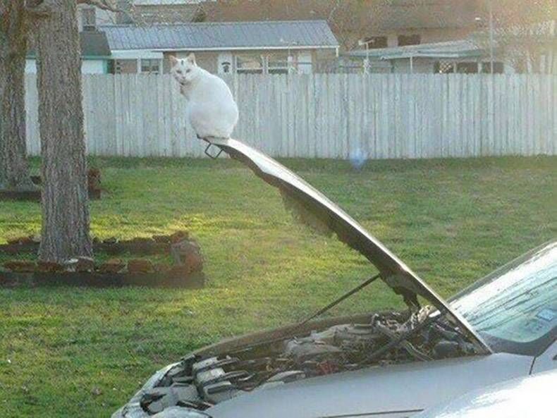 Gewoon een verzameling hilarische foto's #772