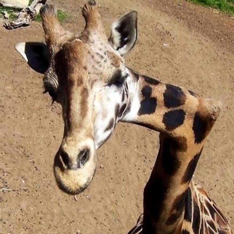 Gewoon een verzameling hilarische foto's #1079