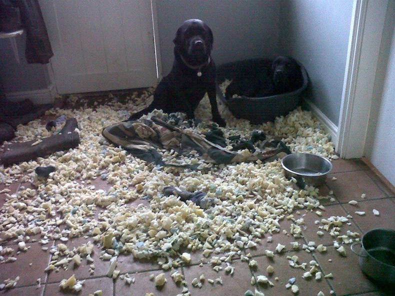 Pix Dump #1000 Special: Gewoon een verzameling foto's van dieren
