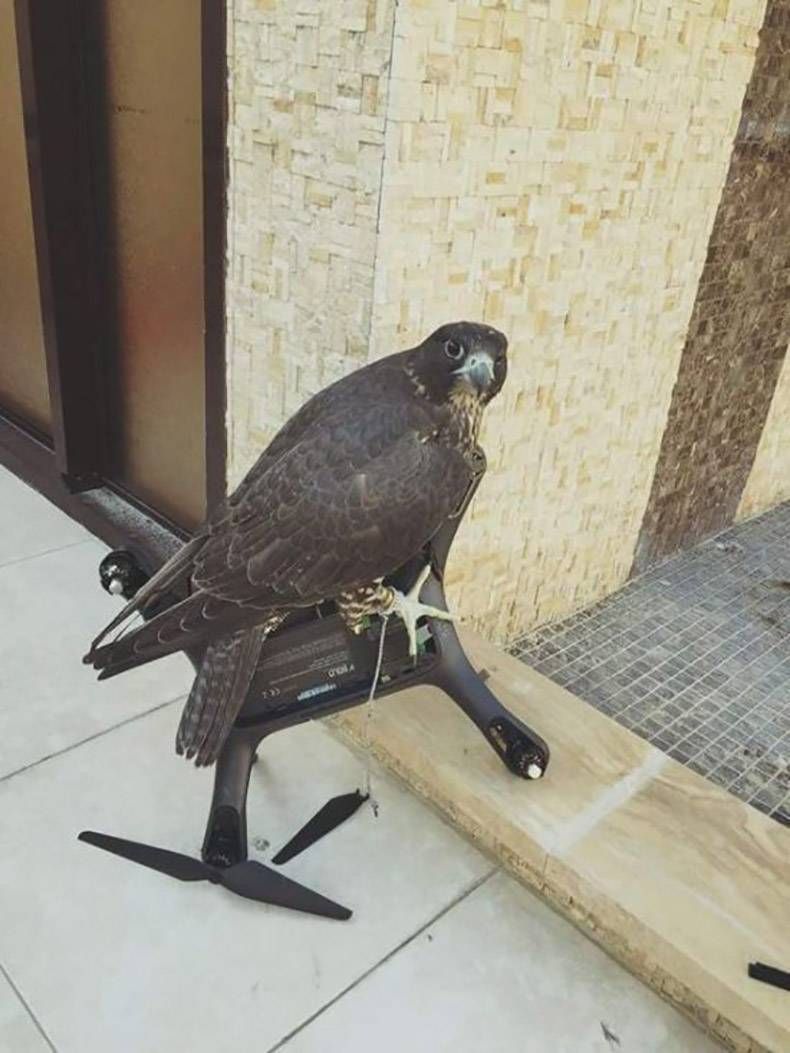 Gewoon een verzameling hilarische foto's #825