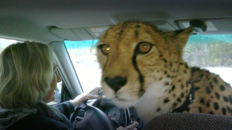 Pix Dump #1000 Special: Gewoon een verzameling foto's van dieren