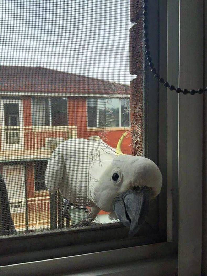 Gewoon een verzameling hilarische foto's #803