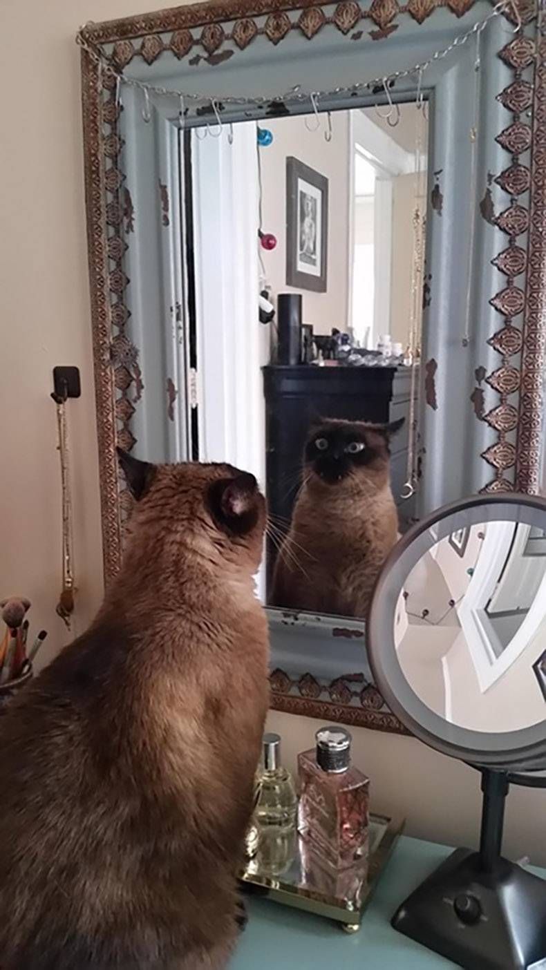 Gewoon een verzameling hilarische foto's #762