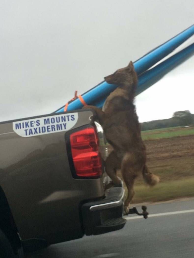 Gewoon een verzameling hilarische foto's #759