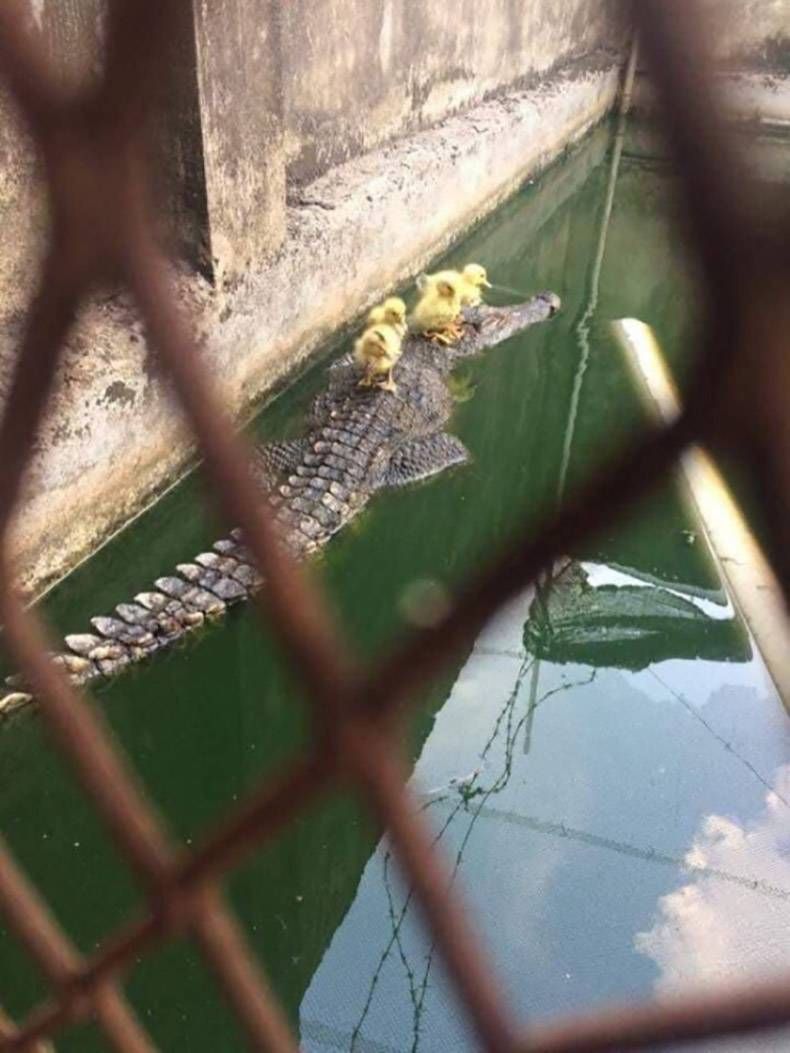 Gewoon een verzameling hilarische foto's #1152