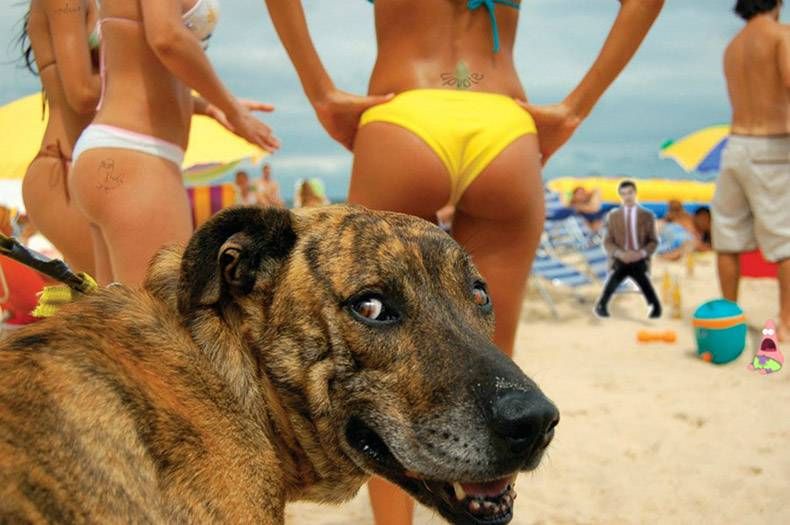 Pix Dump #1000 Special: Gewoon een verzameling foto's van dieren