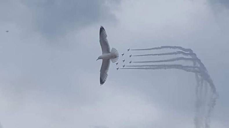 Pix Dump #1000 Special: Gewoon een verzameling foto's van dieren