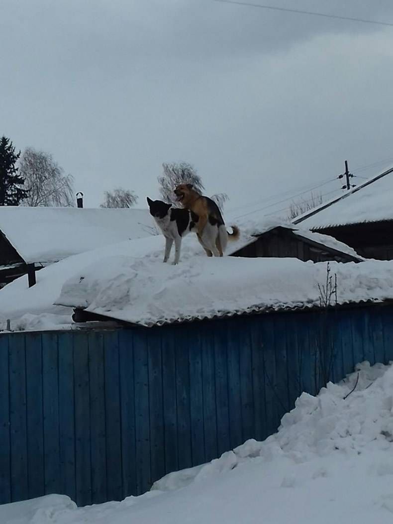 Gewoon een verzameling hilarische foto's #778