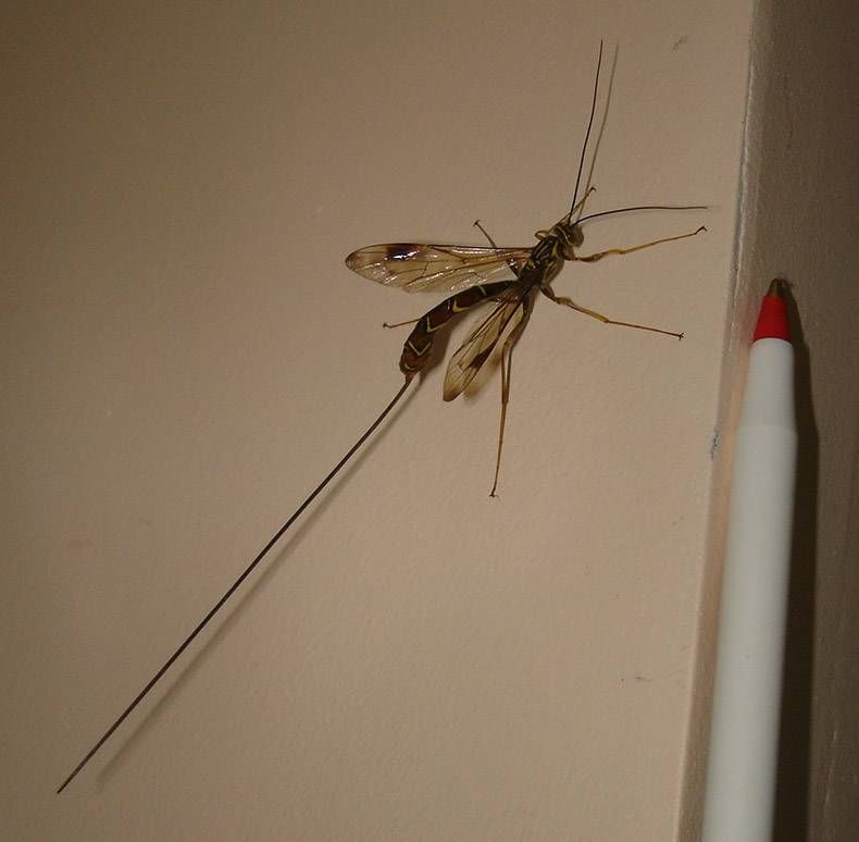 Pix Dump #1000 Special: Gewoon een verzameling OMFG foto’s