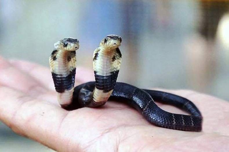 Gewoon een verzameling hilarische foto's #728