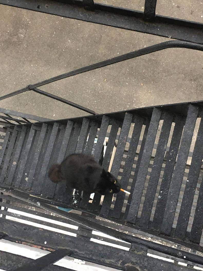 Pix Dump #1000 Special: Gewoon een verzameling foto's van dieren