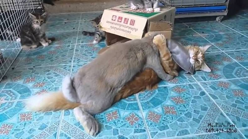 Gewoon een verzameling hilarische foto's #762